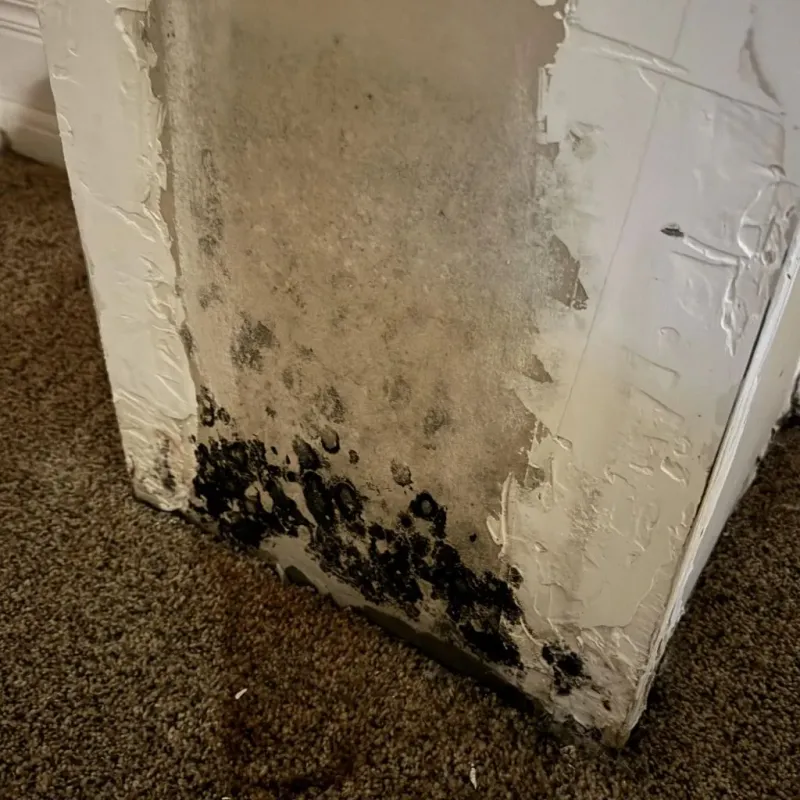 Professional Mold Removal in Atoka, OK